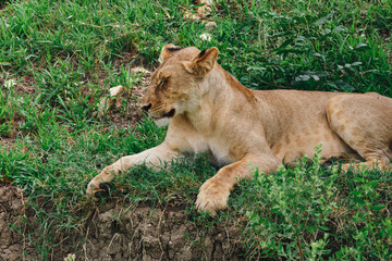 Female lion resting on the green grass in the African savanna
