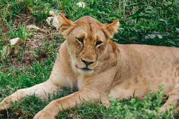 Female lion resting on the green grass in the African savanna