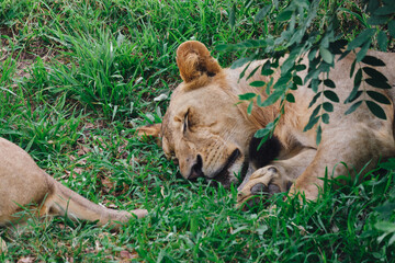 Female lion resting on the green grass in the African savanna