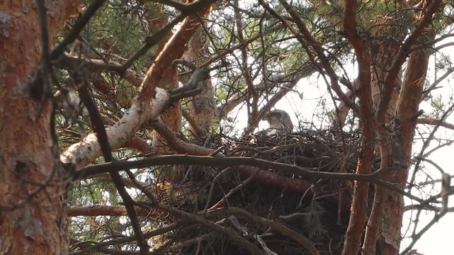 A goshawk in its nest. A goshawk sits in a large nest in the top of a pine tree, looking around. The wind gently sways the trees.