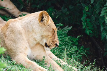 Female lion resting on the green grass in the African savanna
