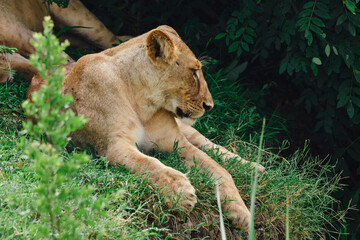 Female lion resting on the green grass in the African savanna