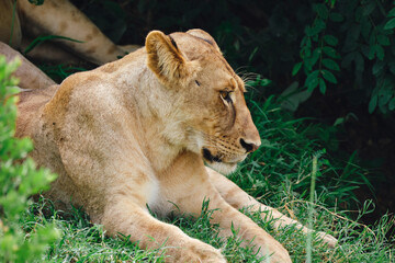 Female lion resting on the green grass in the African savanna