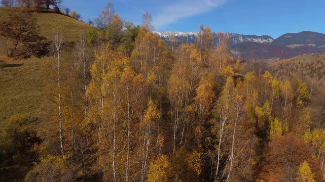Vibrant Autumn Golden Birch Trees Reveal in Pestera Valley under Piatra Craiului Mountains Aerial Lateral Flight 4K Graded