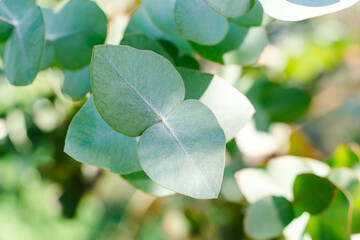 Fresh Eucalyptus Branches for Natural Cosmetics and Aromatherapy Concepts © uladzimirzuyeu