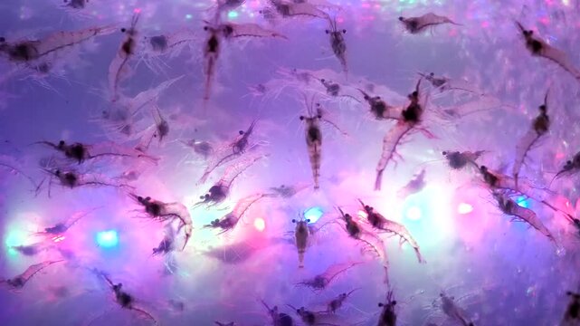 Small Shrimp Swimming in Clear Water During night light