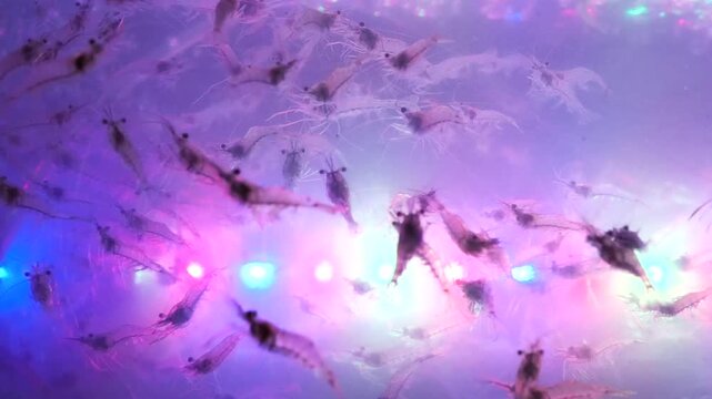 Small Shrimp Swimming in Clear Water During night light