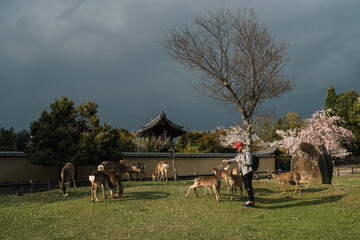 Man feeding deer under cherry blossoms in Nara Park Japan