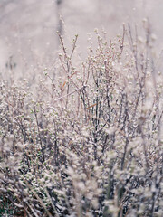 Obraz premium Winter snow accumulating on green plant buds