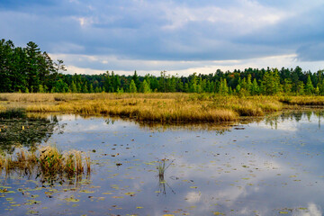 Tranquil summer lakeside island and marsh