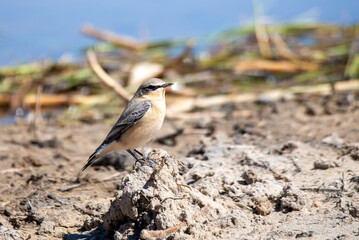 Northern wheatear or wheatear (Oenanthe oenanthe)