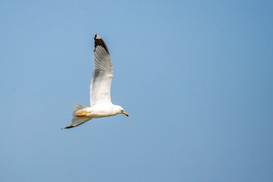 yellow-legged gull, Larus michahellis flying