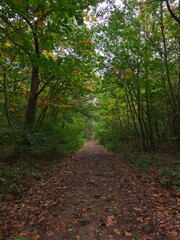 Obraz premium Dirt forest path carpeted with fallen autumn leaves leading into dense vibrant green woods