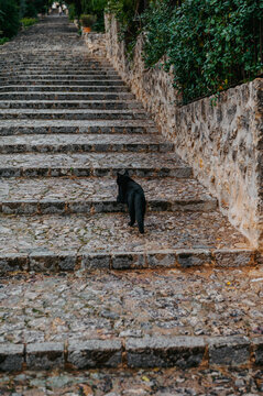 Black cat climbing Calvari steps, Pollen&ccedil;a