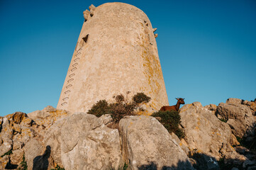 Naklejka premium Mother goat climbing rocks below Talaia d’Albercutx
