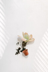 Naklejka premium Succulent removed from terracotta pot soil on white background