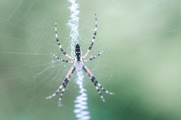 Black and white garden spider in intricate web