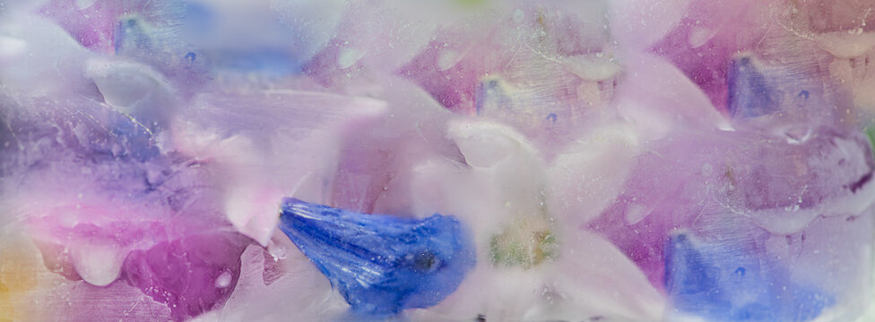 frozen floral harmony in pastel watercolor effect; hyacinth, orchid, tulip and delphinium flowers