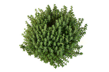 Fototapeta premium Thyme Herb Plant, isolated on white background