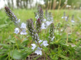 Fototapeta premium wild flowers in the field