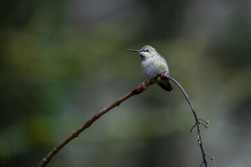 Fototapeta premium Close up photo of hummingbird, also called colibri, perched on branch in Oregon, Pacific Northwest, USA. Detailed feathers in natural light with soft background, ideal for wildlife conservation themes