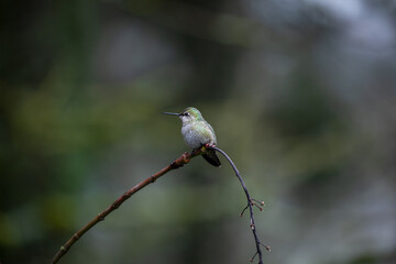 Fototapeta premium Close up photo of hummingbird, also called colibri, perched on branch in Oregon, Pacific Northwest, USA. Detailed feathers in natural light with soft background, ideal for wildlife conservation themes