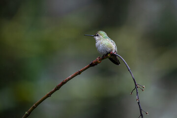 Fototapeta premium Close up photo of hummingbird, also called colibri, perched on branch in Oregon, Pacific Northwest, USA. Detailed feathers in natural light with soft background, ideal for wildlife conservation themes