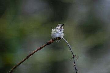 Fototapeta premium Close up photo of hummingbird, also called colibri, perched on branch in Oregon, Pacific Northwest, USA. Detailed feathers in natural light with soft background, ideal for wildlife conservation themes