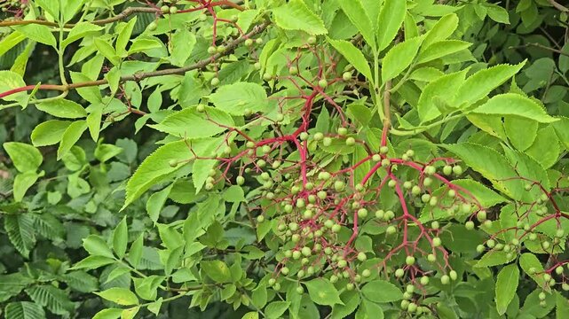 Elderberry bush in summer: Close-up view of the still unripe fruit clusters of Sambucus nigra