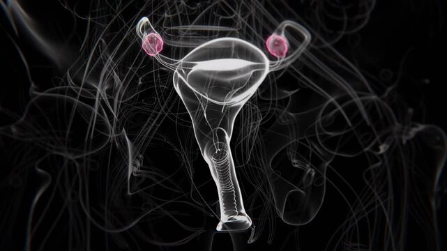 Close up of Polycystic Ovary Syndrome in X-Ray Video | PCOS Indication in X-Ray HD Video