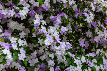 Obraz premium Brunfelsia latifolia Flowers with very good smell.