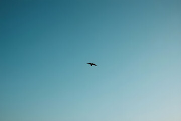 Fototapeta premium Bird flying in a clear blue sky with sunlight