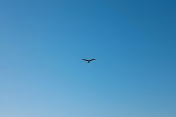 Fototapeta premium Bird flying in a clear blue sky with a white background