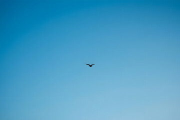 Fototapeta premium Bird flying in a clear blue sky with sunlight