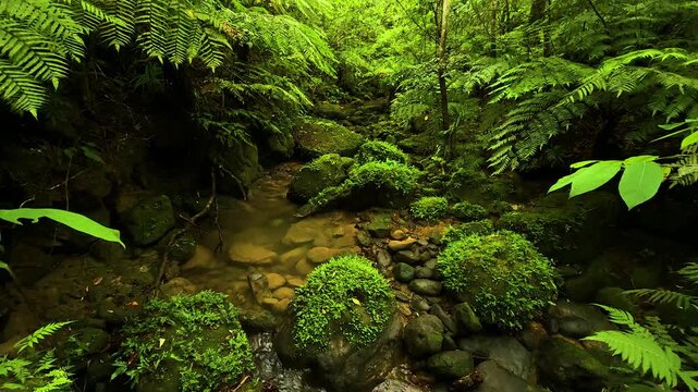 Nature of Okinawa islands, Japan
