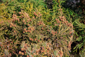 Many cedar seeds growing in the forest.