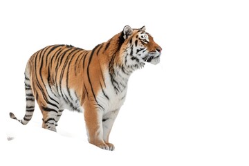 Obraz premium tiger isolated on white background
