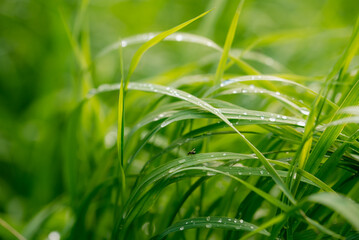 Obraz premium Lush green grass blades covering a natural meadow. Reflecting fresh morning sunlight. Carrying small dew drops. Showing a small insect resting on a blade. Symbolizing growth. Vitality