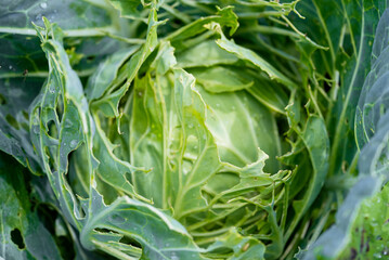 Fototapeta premium Cabbage leaves riddled with holes from insect feeding, showing severe pest infestation and crop damage in a garden or field, close-up detail of eaten foliage and decay