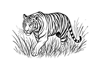 Tiger hand drawn simple sketch vector illustration
