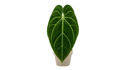 Fototapeta premium Single dark green Anthurium Clarinervium leaf with prominent light green veins in a small light beige pot, isolated PNG with Transparent Background