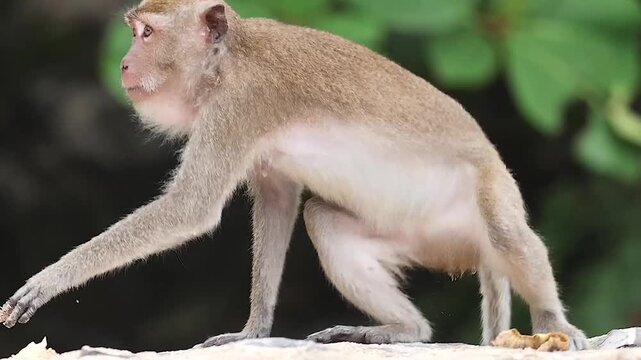 Close Up of Macaque Monkey Sitting and Walking on Sandy Ground