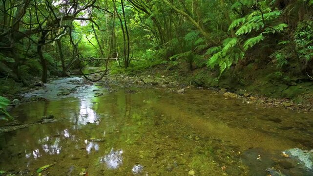 Nature of Okinawa islands, Japan