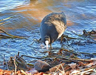 水辺を歩くオオバン