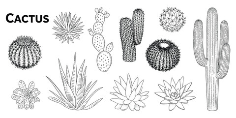 Detailed black and white line drawings of various cactus and succulent plants Keywords: cactus, succulent, desert plant, desert © Rasel