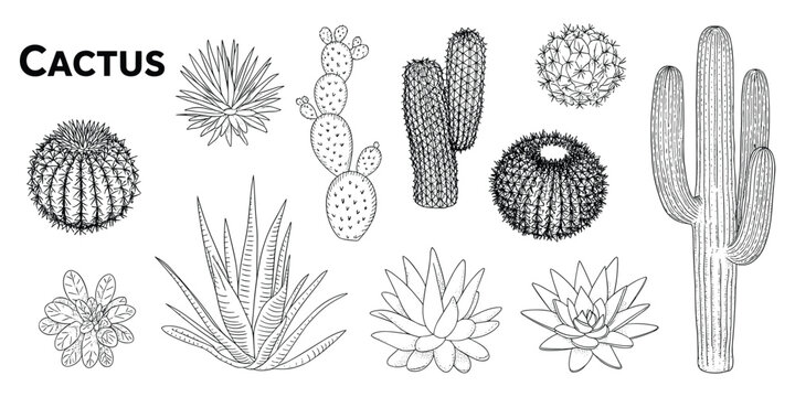 Detailed black and white line drawings of various cactus and succulent plants Keywords: cactus, succulent, desert plant, desert