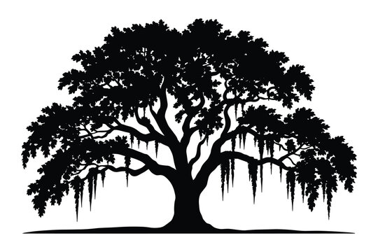 Silhouette of a grand oak tree with abundant foliage and hanging moss on a white background Keywords: oak tree, silhouette, tree