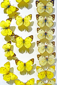 Bright yellow male and pale white female Colias butterflies. Illustrates sex-based color dimorphism in Lepidoptera, reproductive signaling behavior, and visual contrast in wing pigmentation patterns.
