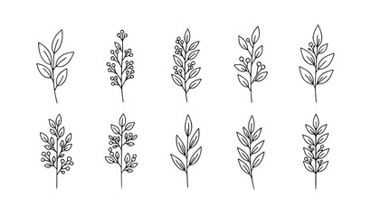Minimal outline botanical branches with leaf variations and berry clusters isolated on transparent background © MdRoni