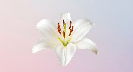 Obraz premium A close-up, detailed view of a pristine white lily flower with prominent stamens and pistil against a soft, gradient background.